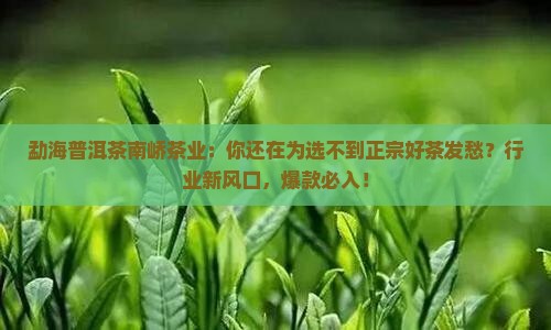 勐海普洱茶南峤茶业