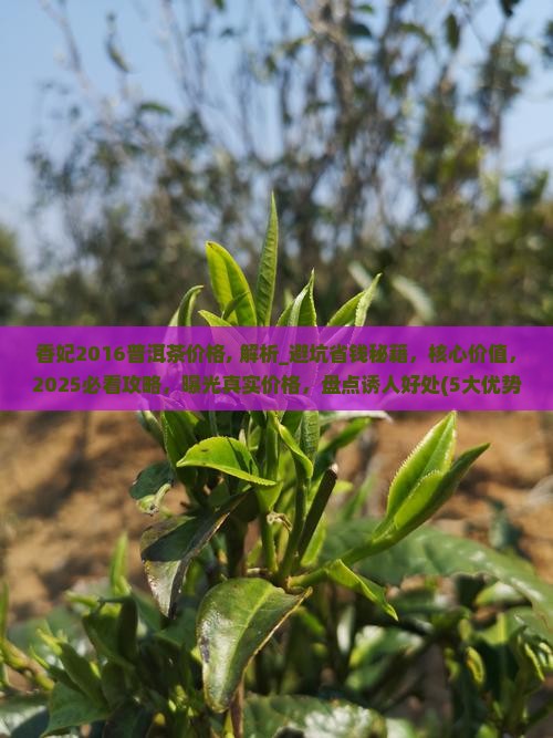 香妃2016普洱茶价格