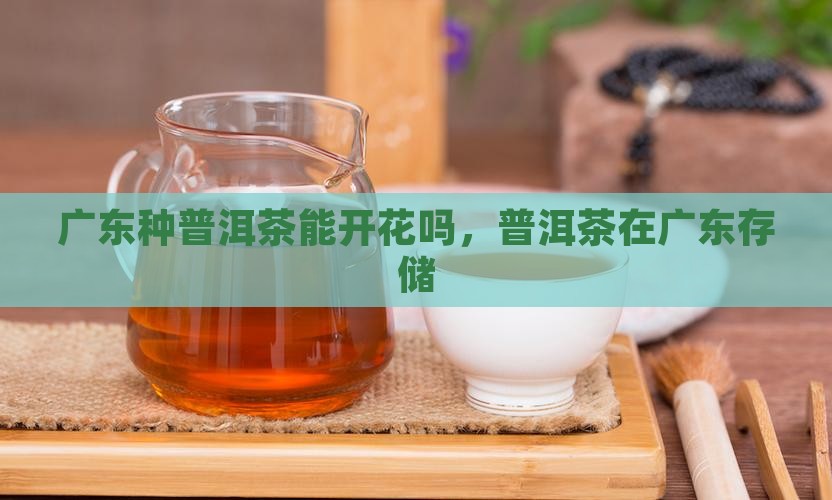 广东种普洱茶能开花吗