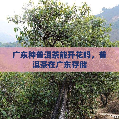 广东种普洱茶能开花吗