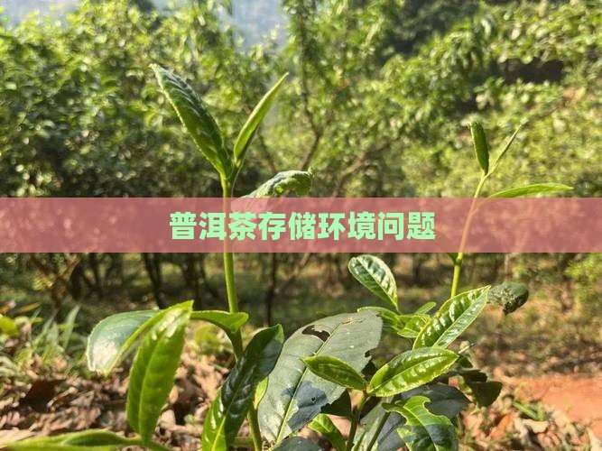 普洱茶存贮环境问题