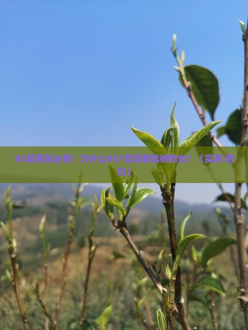大益普洱茶807