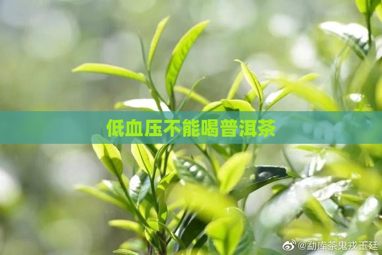 低血压不能喝普洱茶