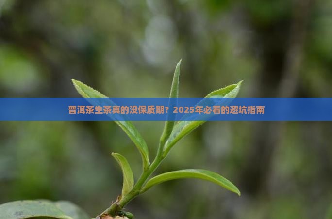 普洱茶生茶有保质期没有