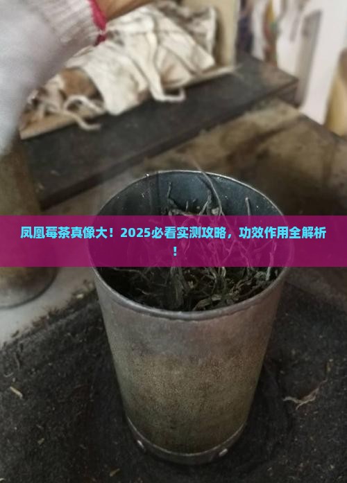 凤凰莓茶的功效与作用