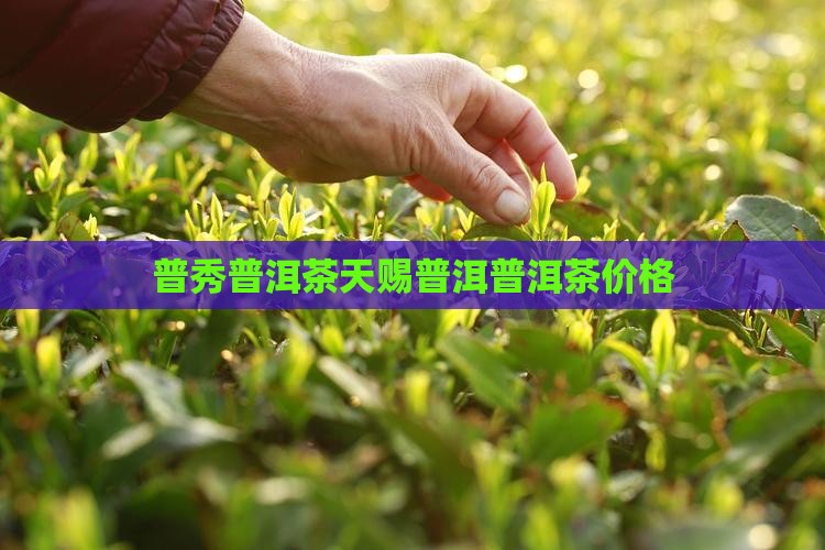 普秀普洱茶天赐普洱