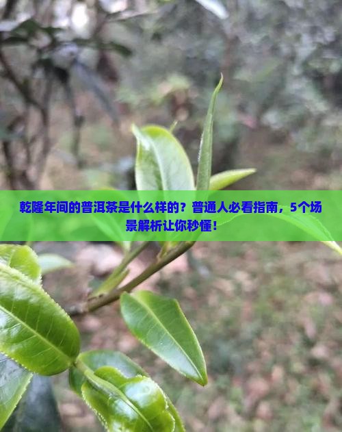 乾隆年间的普洱茶是怎样的