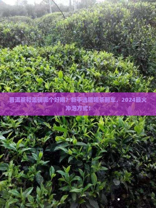 普洱茶和盖碗哪个好喝