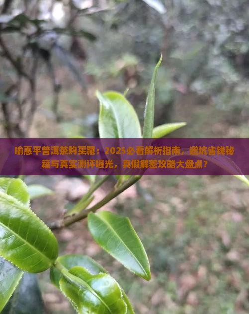 喻惠平普洱茶购买藏