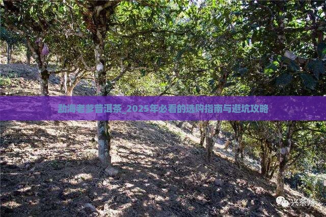 勐海老爹普洱茶