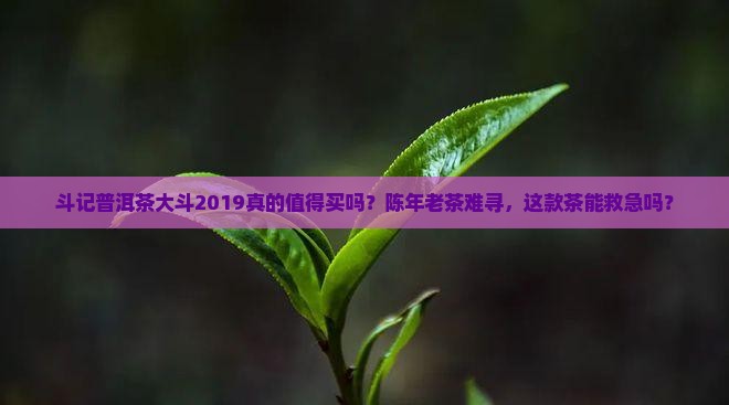 斗记普洱茶大斗2019