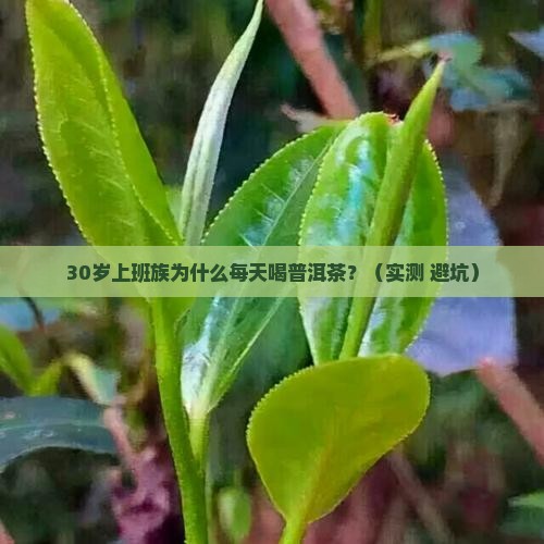 普洱茶是什么人喝的