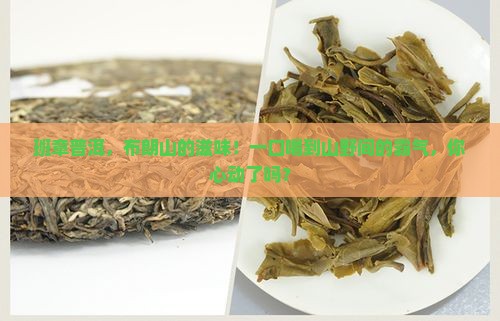 班章普洱布朗山普洱茶