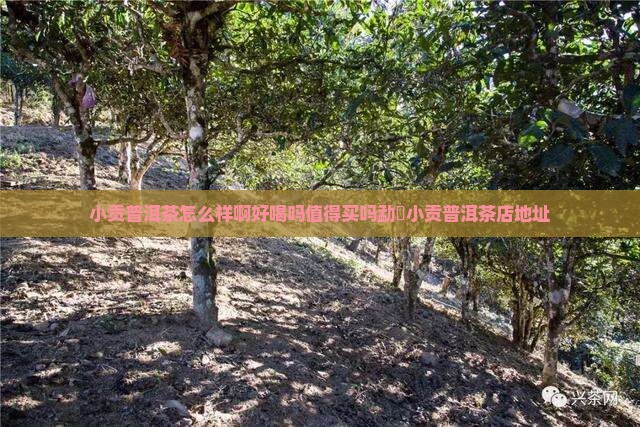 小贡普洱茶怎么样啊