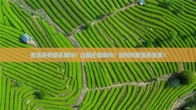 普洱茶需要保质期吗