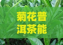菊花普洱茶能祛痘吗