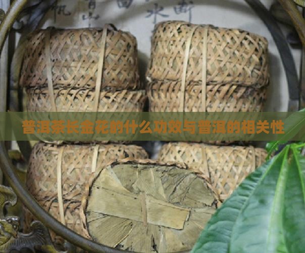 普洱茶长金花的功效