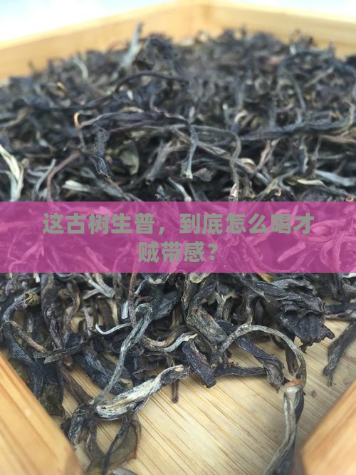 怎么品古树生普洱茶好喝