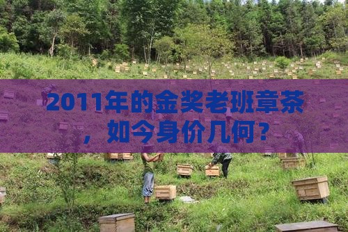 2011年金奖老班章价格