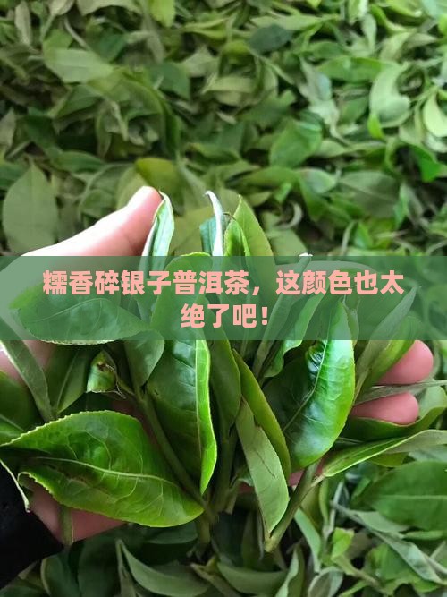 糯香碎银子普洱茶颜色