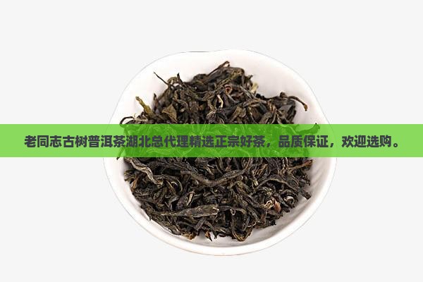 老同志古树普洱茶湖北总代理