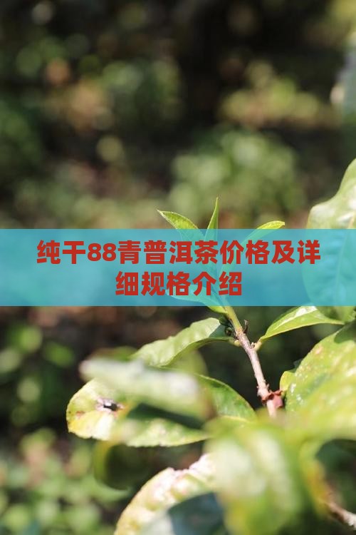 纯干88青普洱茶价格