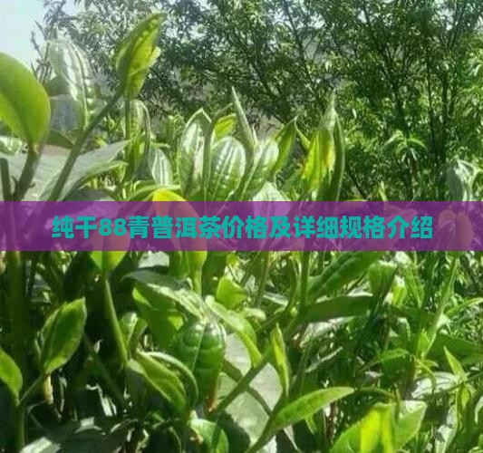 纯干88青普洱茶价格