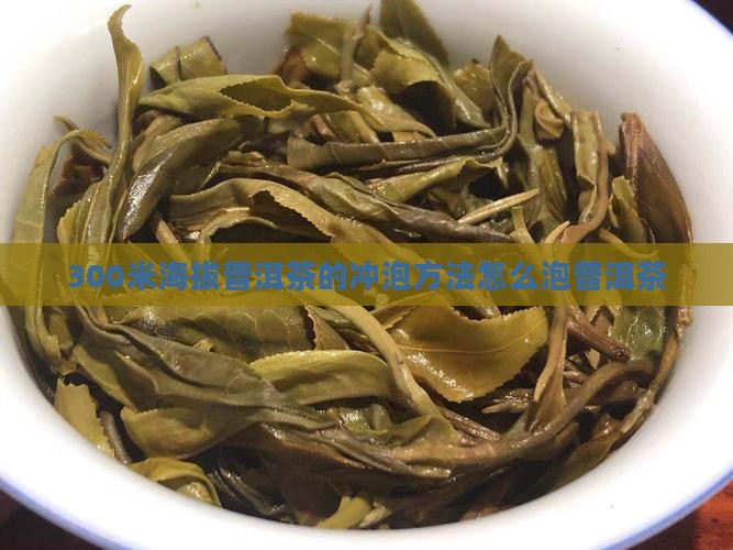 300米海拔普洱茶怎么泡