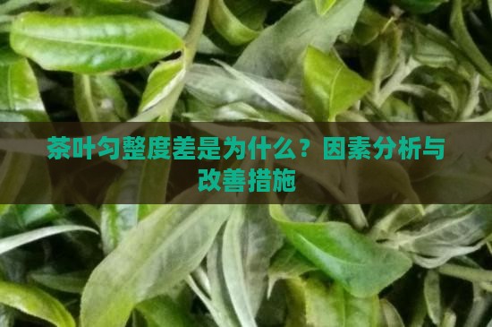 茶叶匀整度差是为什么