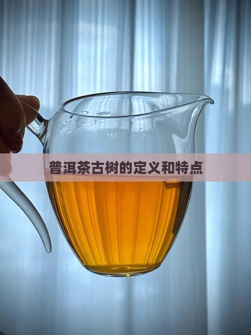 普洱茶古树的定义和特点