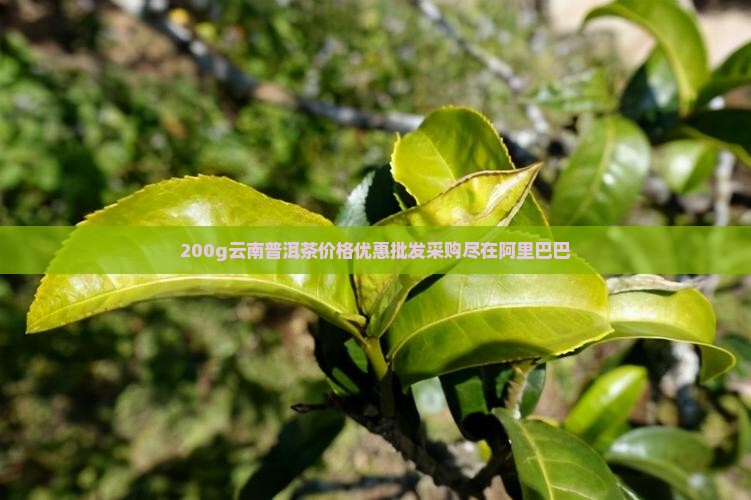 200g云南普洱茶