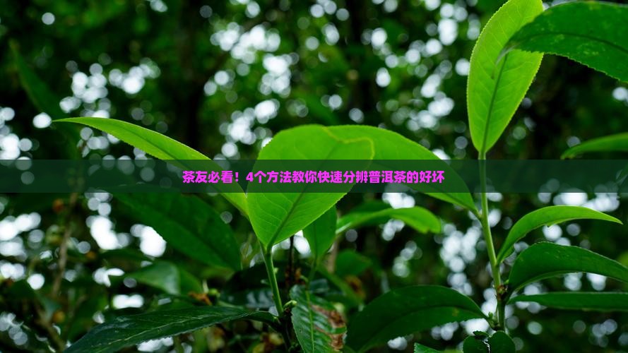普洱茶也有好坏之分