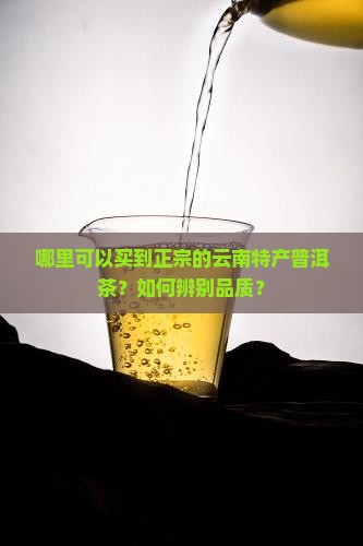 云南特产普洱茶到哪里买 云南特产普洱茶到哪里买