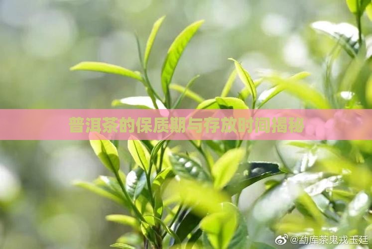 普洱茶淘宝保质期