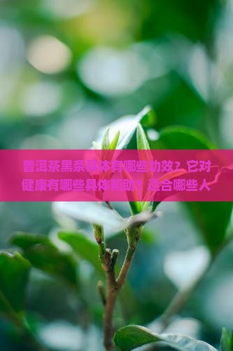 普洱茶黑条功效