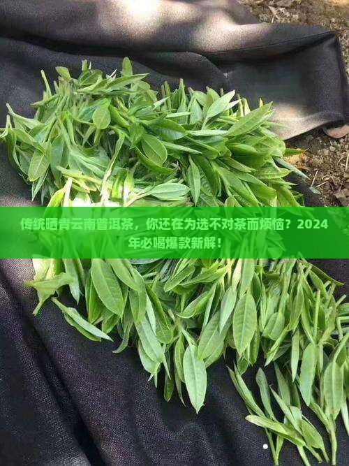 传统晒青云南普洱茶