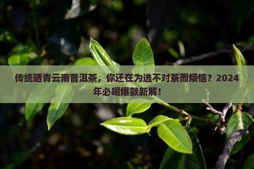 传统晒青云南普洱茶