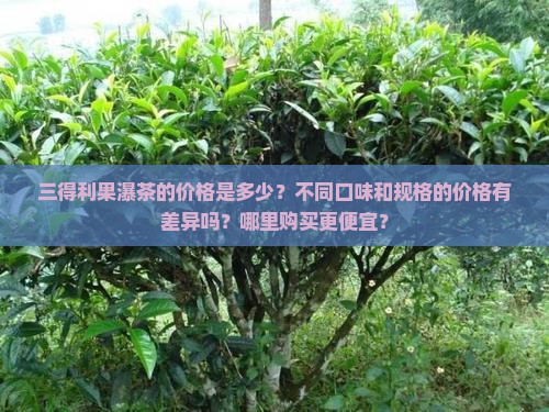 三得利果瀑茶价格