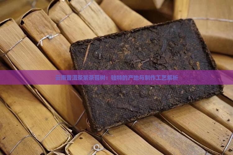 云南普洱茶紫茶苞树