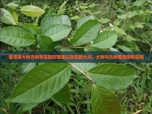 普洱茶大树古树茶区别