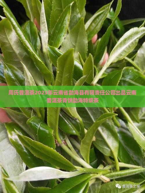 周氏青饼2023普洱茶