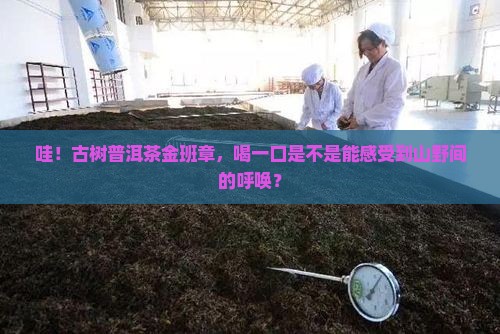 古树普洱茶金班章