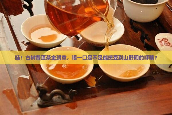 古树普洱茶金班章