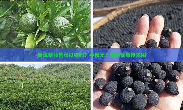 普洱茶预售可以屯吗