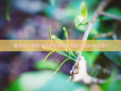 普洱茶是苦的好还是甜的好