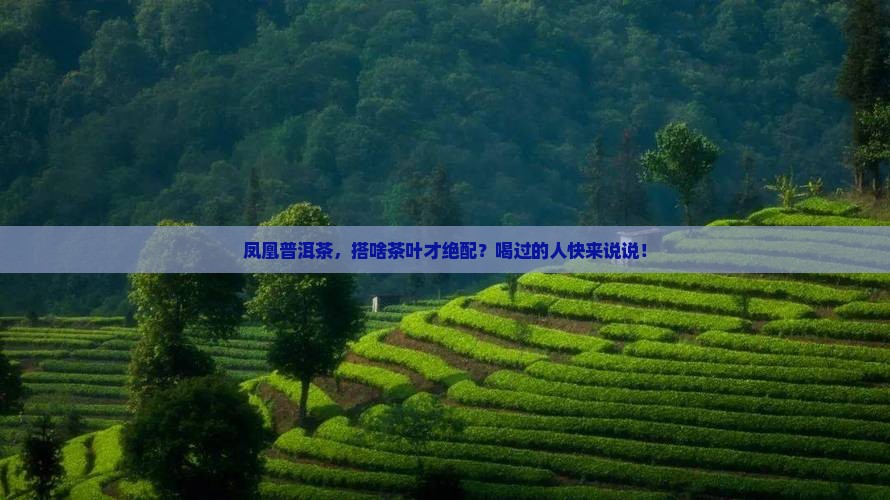 凤凰普洱茶搭配什么茶叶