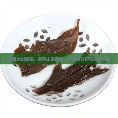 普洱大树熟茶怎么样