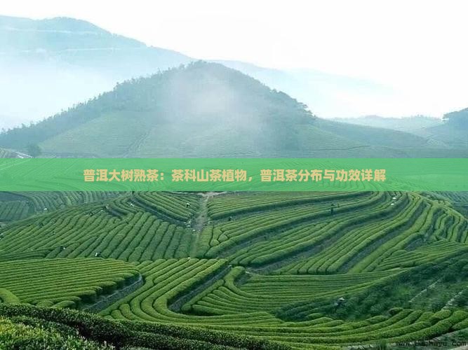 普洱大树熟茶怎么样