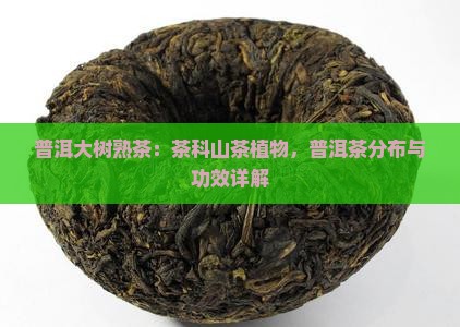 普洱大树熟茶怎么样