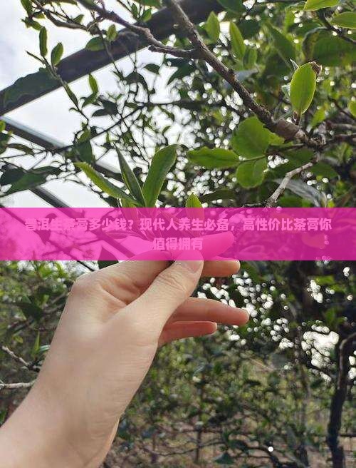 普洱生茶膏多少钱